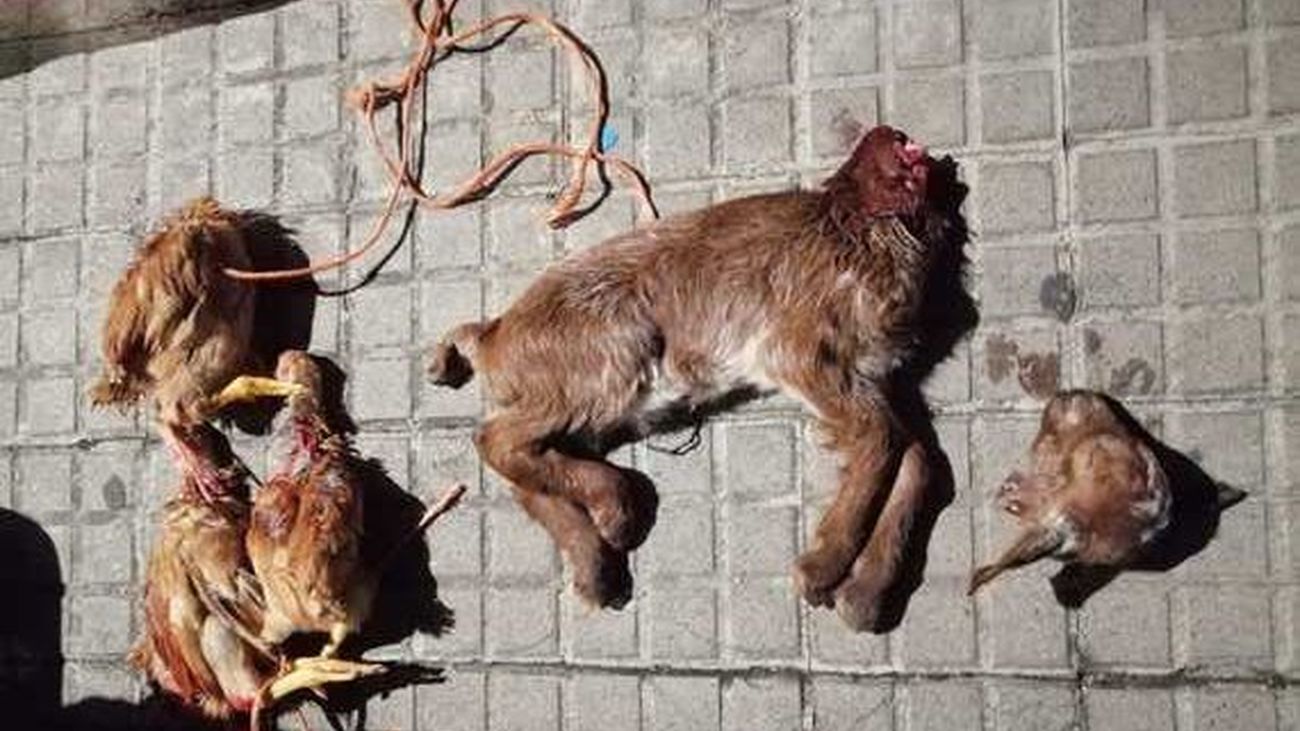 Piden prisión para los acusados de matar animales en rituales de santería