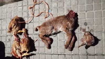 Piden prisión para los acusados de matar animales en rituales de santería