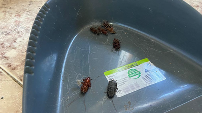 Las cucarachas invaden un edificio de Valdemoro por la basura acumulada en un piso cerrado