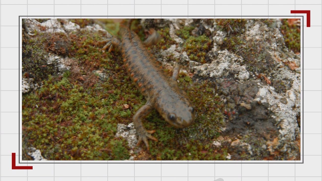 El gallipato, una especie única en Pedrezuela