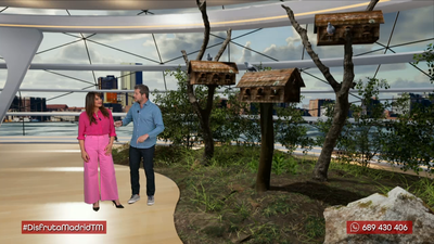 Criar palomas mensajeras: los secretos de la colombofilia