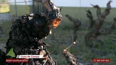 Viñedo urbano en Madrid: un secreto vitícola en la capital