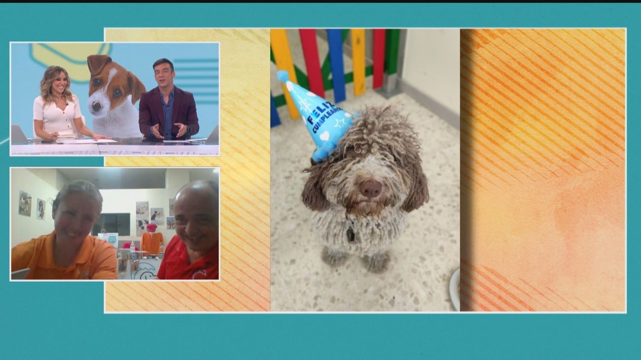 Cumpleaños perruno: Así son las nuevas fiestas para perros sin dueños