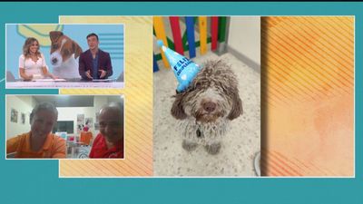 Cumpleaños perruno: Así son las nuevas fiestas para perros sin dueños