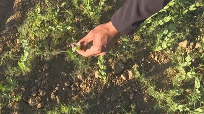 "Como siga sin llover no vamos a coger nada", 100 días sin lluvia en el campo madrileño
