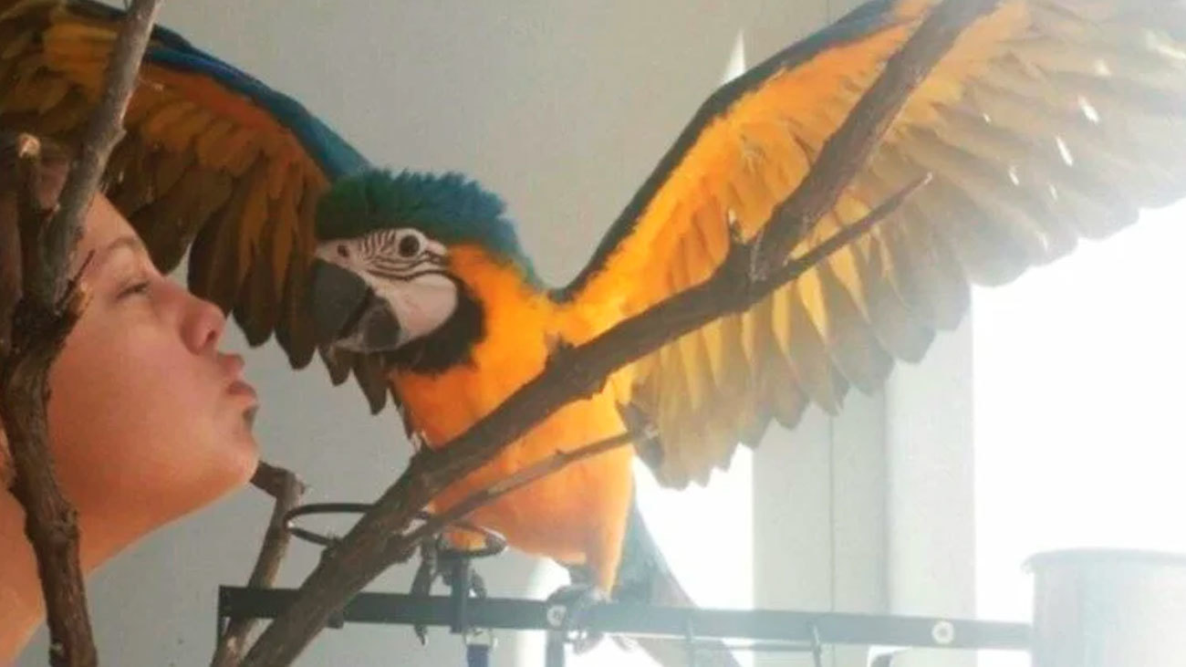 Valdemoro se vuelca con 'Coco' en una desesperada búsqueda del loro más famoso