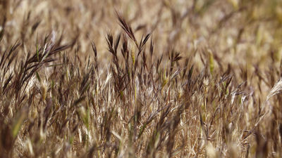 Abril regala otra semana sin ‘aguas mil’ en la mayor parte de España