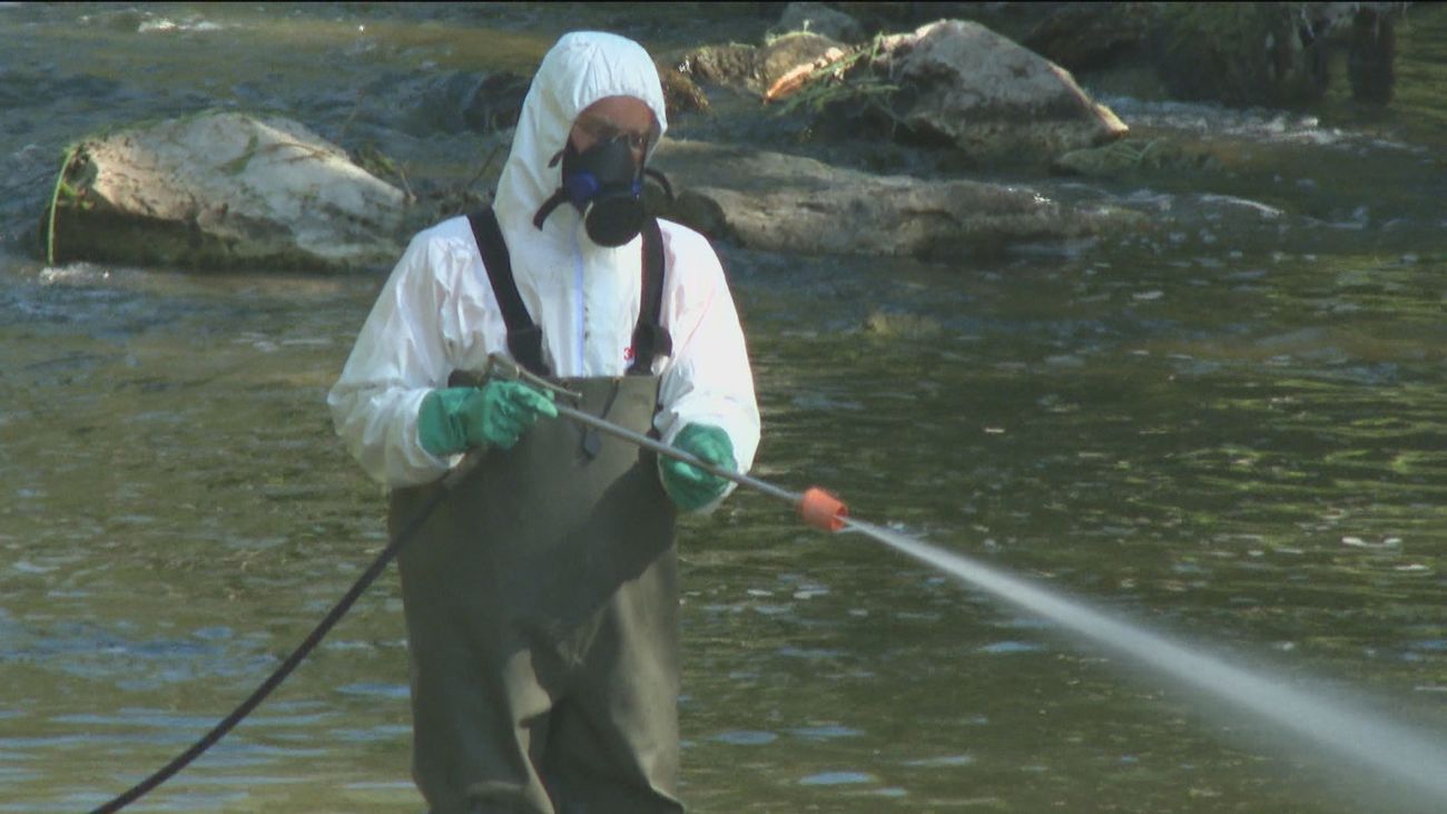 Las mordeduras de mosca negra se adelantan en Madrid por la subida de la temperatura