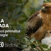 Sigue en directo la vida del águila calzada en su nido de la Sierra de Guadarrama
