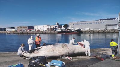 Retiran del Puerto de Vigo una cría de ballena muerta