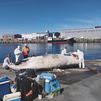 Retiran del Puerto de Vigo una cría de ballena muerta