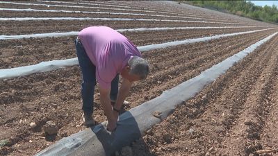 Los melones de Villaconejos, pendientes del agua para poder sembrarlos