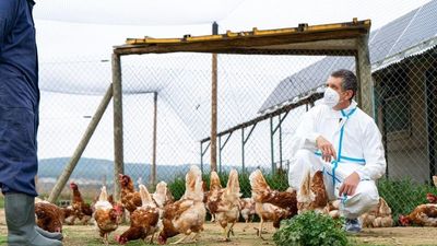 El virus de la gripe aviar muta y preocupa que acabe transmitiéndose entre humanos