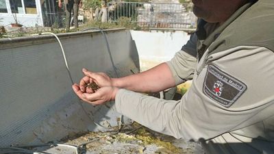 Agentes forestales de la Comunidad recuperan 30 ranas de una piscina de Boadilla