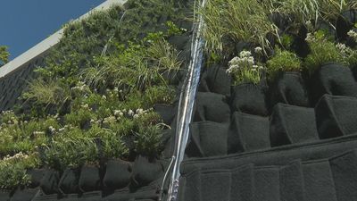 Comienza la instalación de paneles vegetales en los muros de la M-30