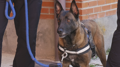 Exhibición de las unidades caninas de la Policía Local de Villalbilla dedicada a los más pequeños