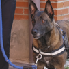 Exhibición de las unidades caninas de la Policía Local de Villalbilla dedicada a los más pequeños