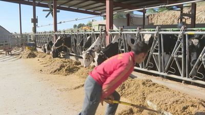 Sin agua, sin pasto... los ganaderos madrileños están al límite
