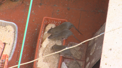 Empeora considerablemente la situación con la vecina conflictiva y peligrosa del Paseo de Extremadura