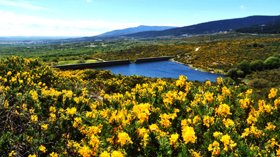 Los Molinos celebra el III festival de la floración del cambroño