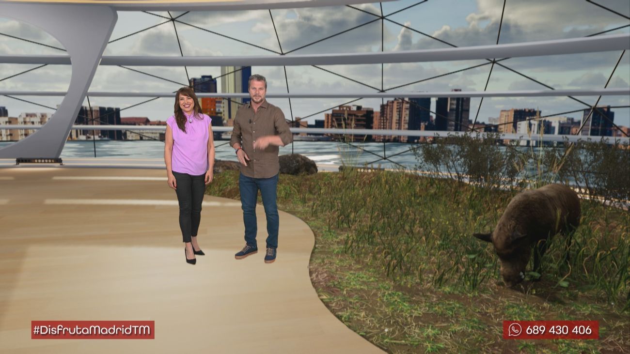 Santuario para animales de granja en Madrid: Vacas, ovejas, cerdos y cabras conviviendo juntos