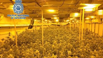 El cultivo ilegal de marihuana amenaza el sistema eléctrico