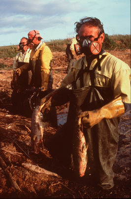 Recuperación de fauna muerta por la riada de lodos tóxicos / GREENPEACE