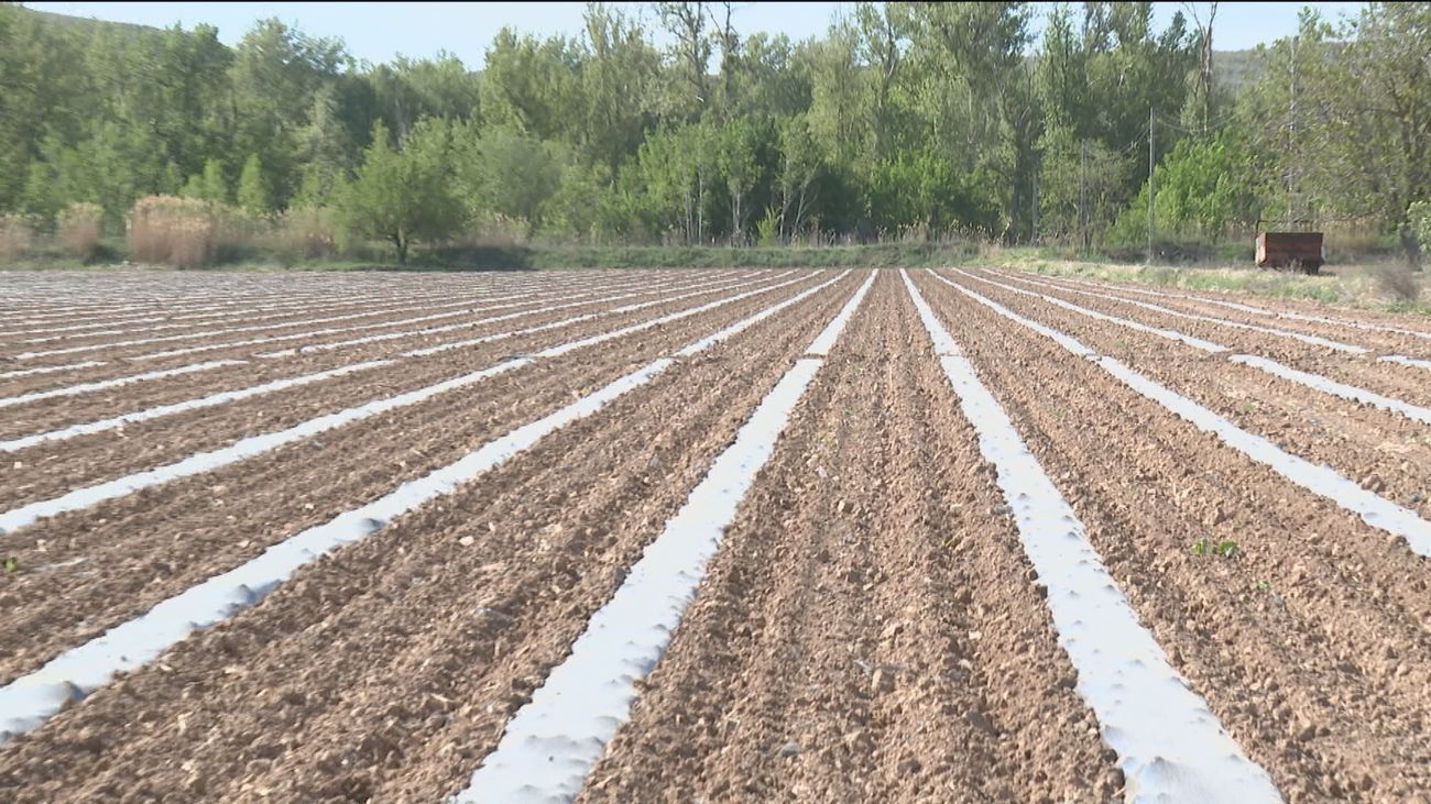 Los agricultores de Villaconejos se quedan sin agua:  La cosecha de melón y calabaza amenazada
