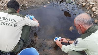 La sequía obliga a agentes forestales de Madrid a cambiar renacuajos de charca