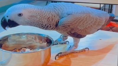 ¡Se busca a Arturo! Un loro gris de cola roja que se perdió en Ventas