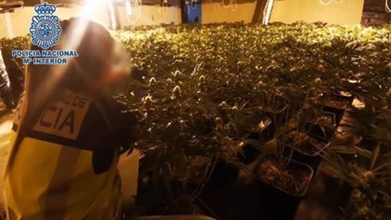 Plantación de marihuana en Fuenlabrada