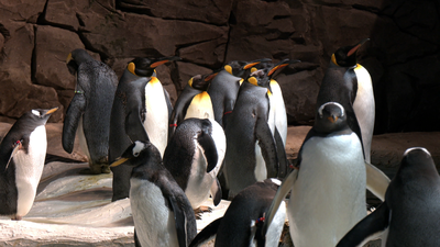 Viajamos a la Antártida con los pingüinos de Faunia
