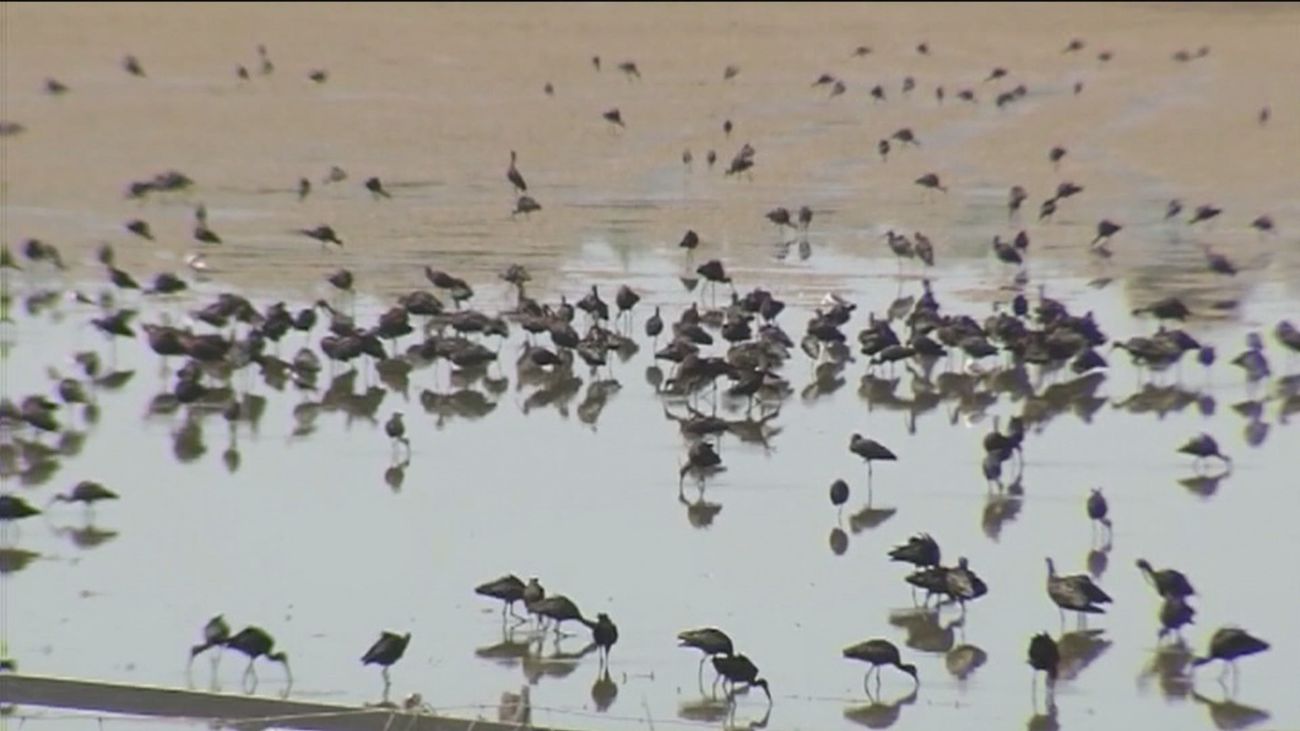 Moreno pide "reuniones discretas" con el Gobierno para buscar "alternativas imaginativas" en Doñana