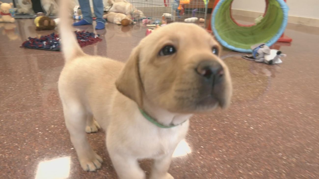 La ONCE busca madrileños para adoptar futuros perros guía