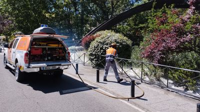 Guerra contra el vilano y el riesgo de incendios en Arroyomolinos