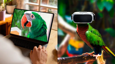 ¿Qué pasa cuando dos loros se ven por webcam?, llega el internet para animales