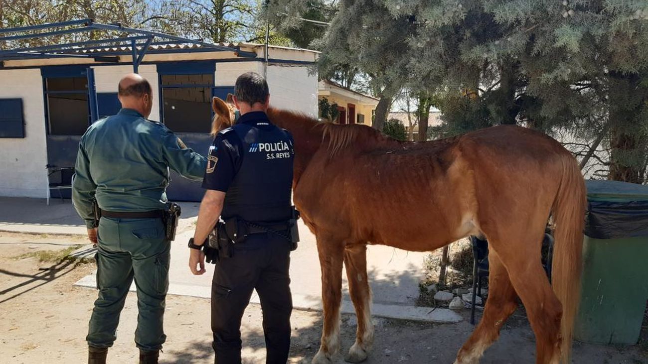 Agentes del SEPRONA de la Guardia Civil y la Policía Local en la hípica de San Sebastián de los Reyes