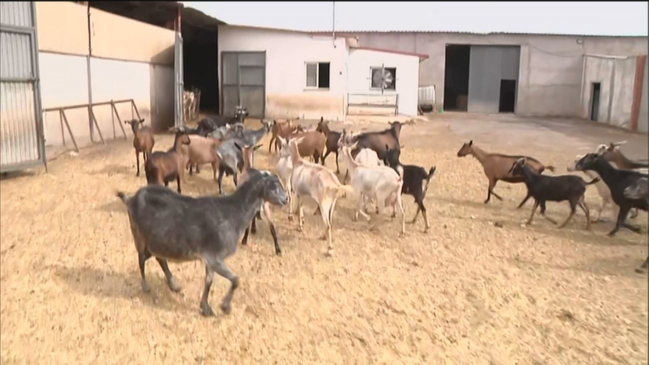Óscar, ganadero madrileño, desesperado por la sequía: "En unos días me quedo sin pastos"