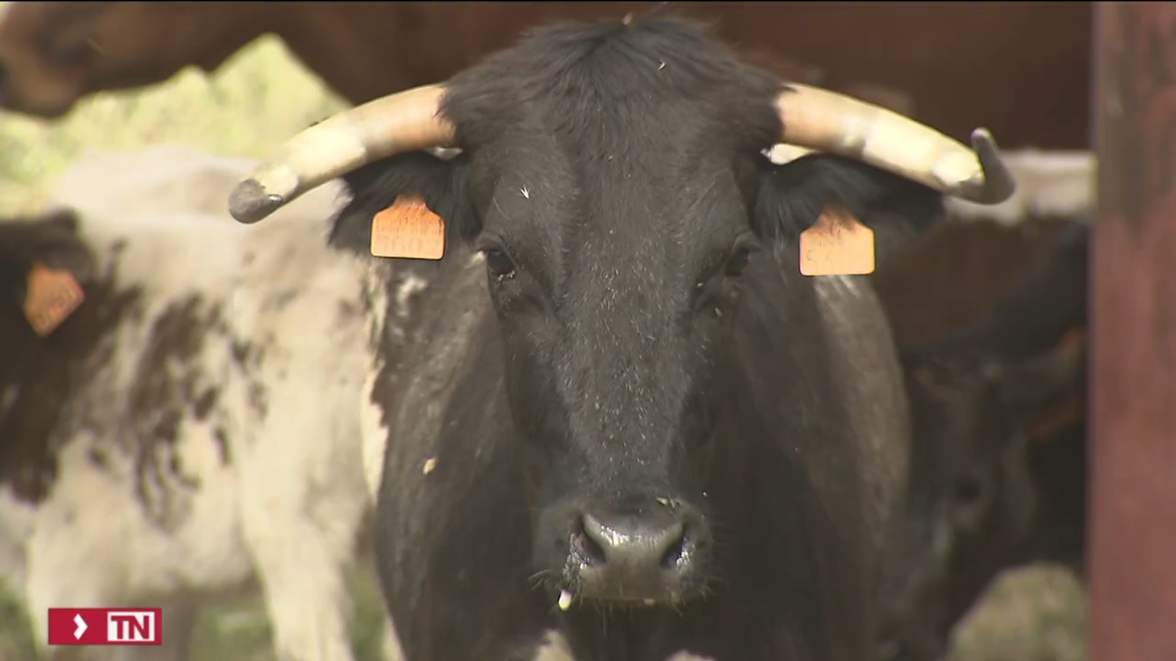 La Venta del Batán acoge la I Feria de Ganaderías de reses bravas