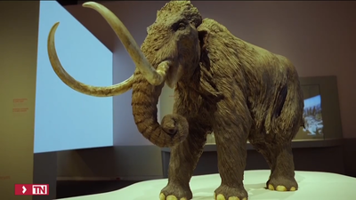CaixaForum Madrid vuelve a la Edad de Hielo con una exposición de mamuts