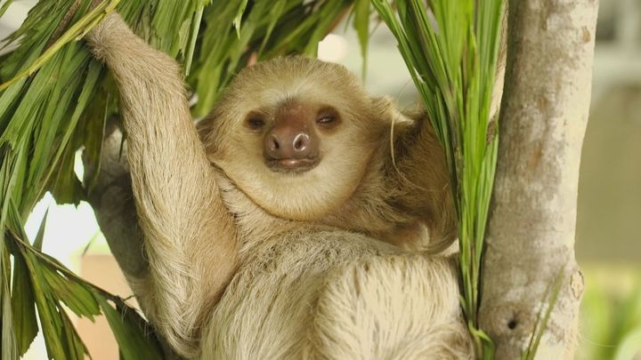 Oso perezoso / Redacción