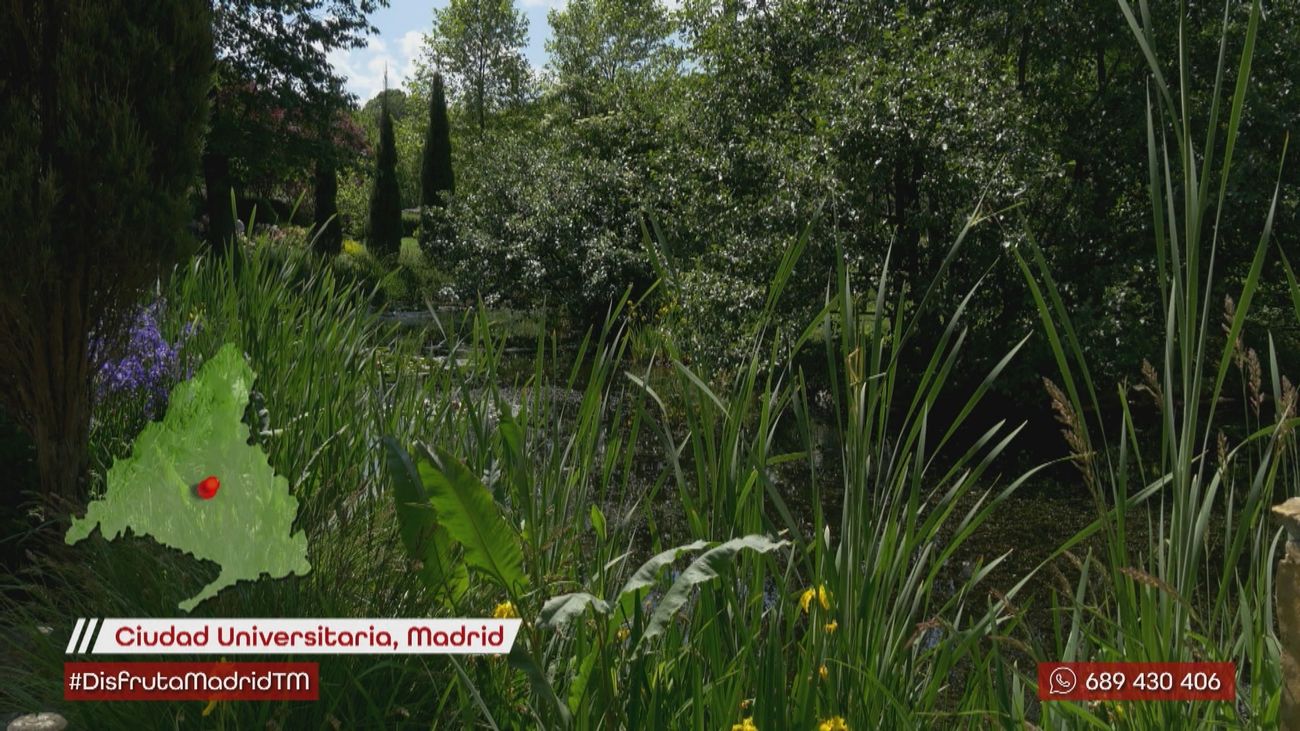 ¿Cómo se miden los niveles de polen?