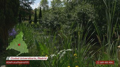 ¿Cómo se miden los niveles de polen?