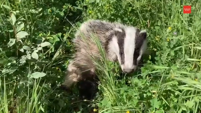 Liberado un tejón 'despistado' en Valdemorillo