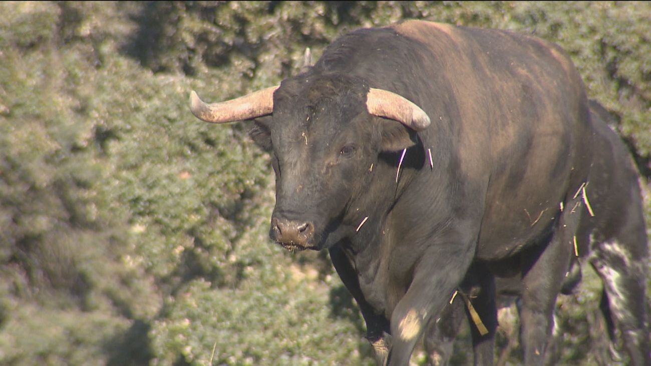 La pandemia, la guerra de Ucrania y ahora la sequía... El toro de lidia, en situación crítica