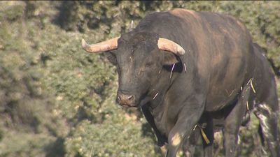La pandemia, la guerra de Ucrania y ahora la sequía... El toro de lidia, en situación crítica