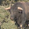 La pandemia, la guerra de de Ucrania y ahora la sequía, el toro de lidia en situación crítica