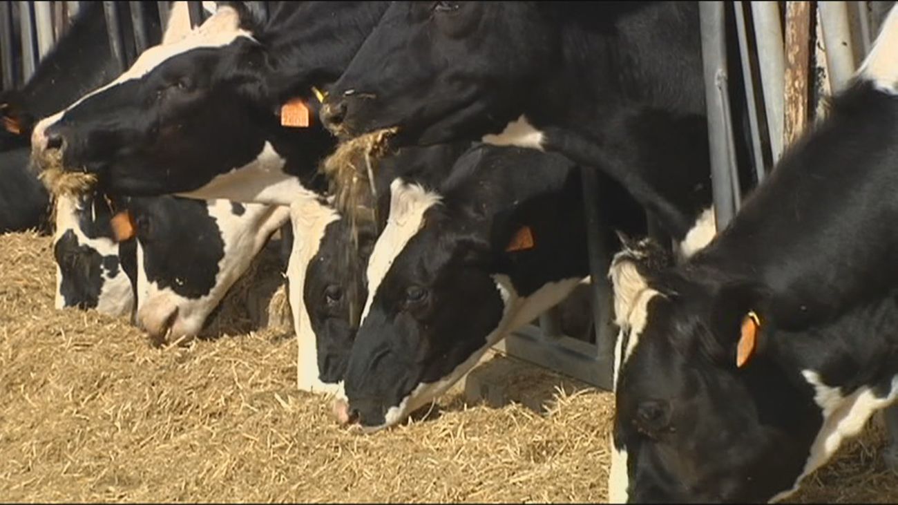 Ganaderos andaluces prefieren tirar la leche que aceptar el precio de la francesa Lactalis