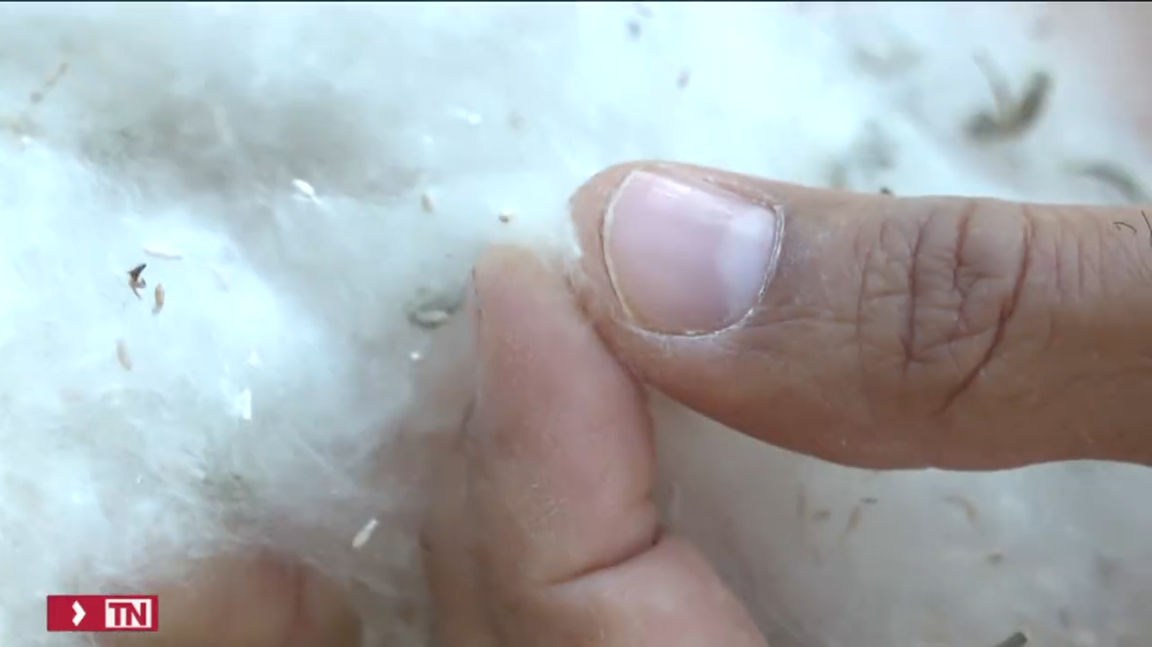 Agentes forestales refuerzan la localización de pelusa de chopo para reducir el riesgo de fuegos