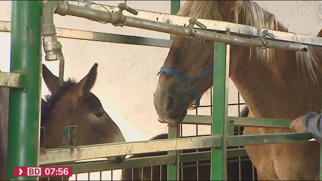 La hípica intervenida en Sanse tenía el contrato vencido